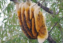 Mật Ong Rừng Nguyên Chất – Công Dụng Và Cách Nhận Biết Chuẩn Xác